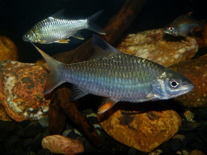 Subadult specimen.