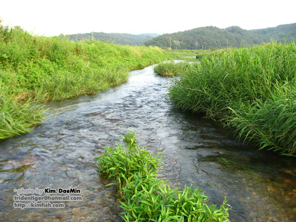 Typical habitat in the Yeongsan River basin, Damyang county, Jeollanam-do (South Jeolla province), South Korea.