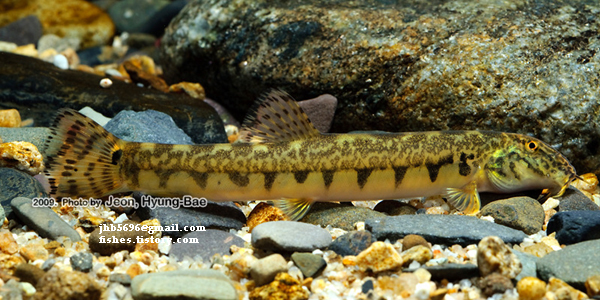 This species is unlikely to have appeared in the western trade.