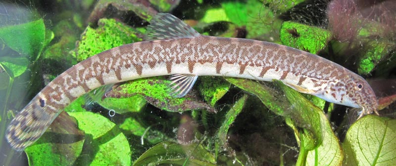 Another typically-patterned specimen.