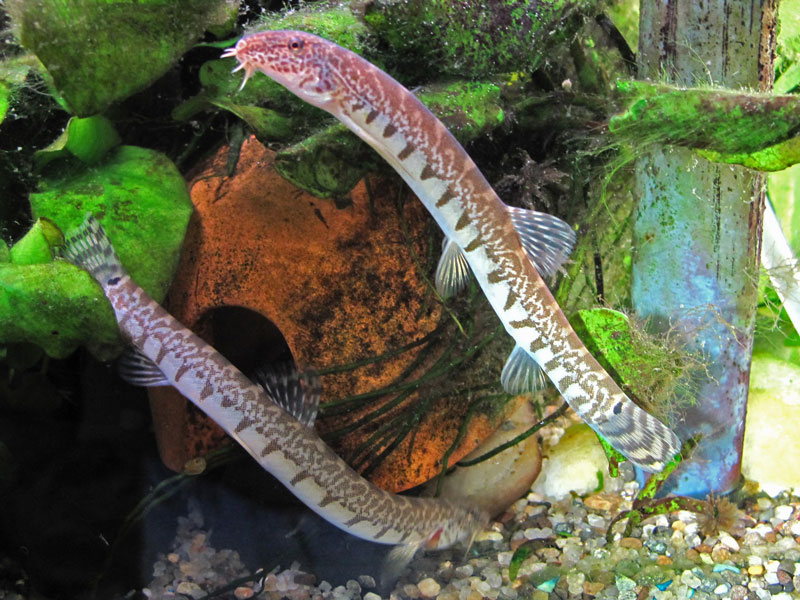 The elongate body shape is shared with some other cobitids that inhabit running waters.