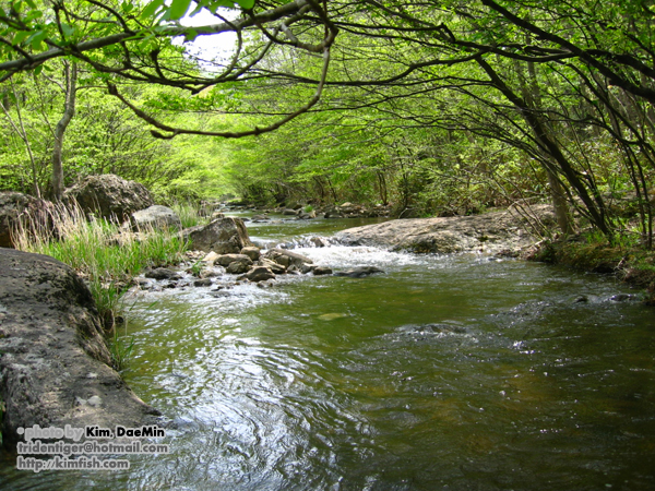 Jikso Creek is a typical habitat of the species in Jeollabuk-do province, South Korea.