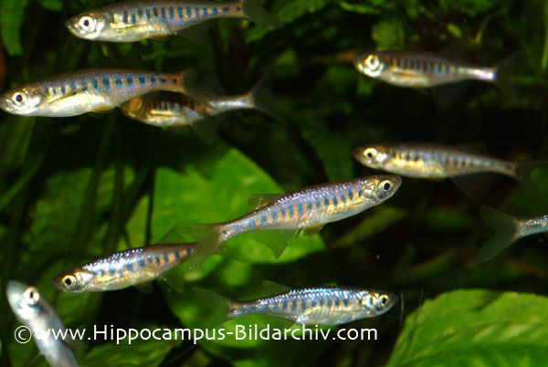 This species can be skittish and does best when maintained in numbers.