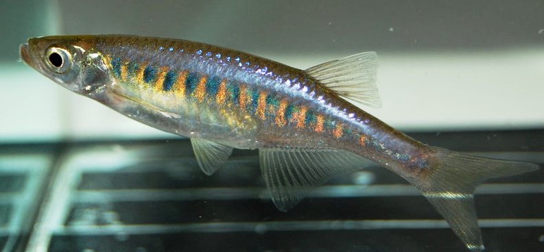Specimen from the UK aquarium trade.