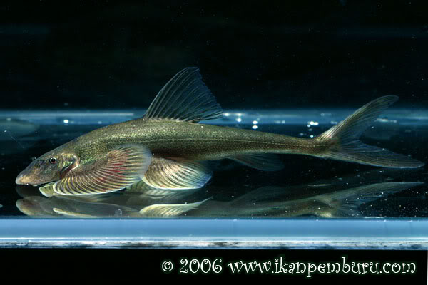 This species has probably not yet been exported for aquaria.