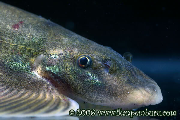 Head profile.