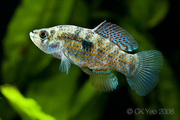 Young adult male from the Singapore aquarium trade.