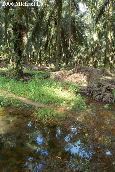 Degraded habitat in an oil palm plantation, Kota Tinggi, south Johor.