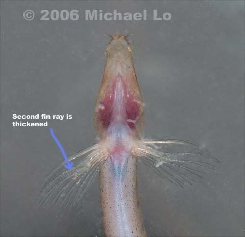 Underside of male showing enlarged second pectoral ray.
