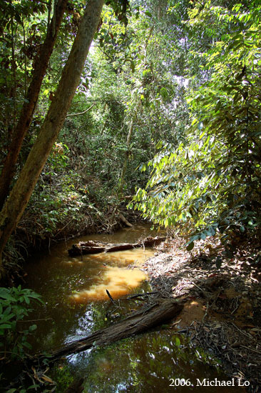 A habitat in the River Samarahan basin, Sarawak, Borneo.