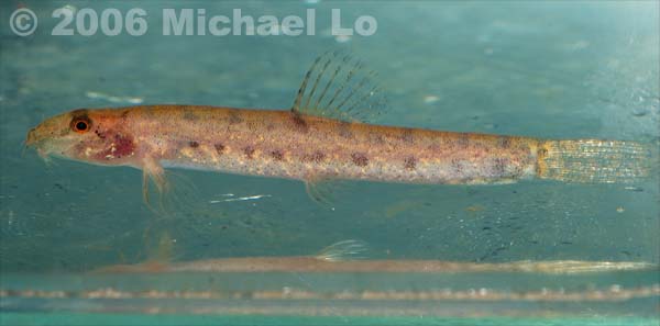 Freshly-collected specimen from the River Kayan drainage, Sarawak.