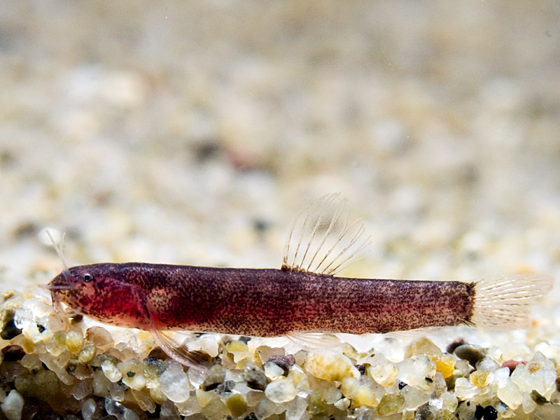 Adult male of Kottelatlimia katik from Ayer Hitam, Johor state, Peninsular Malaysia.