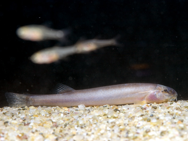 Newly-imported young specimen.