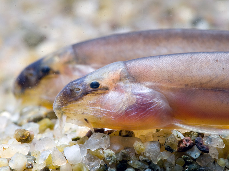 Head detail.