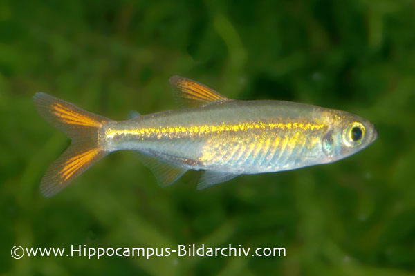 Probable adult male.