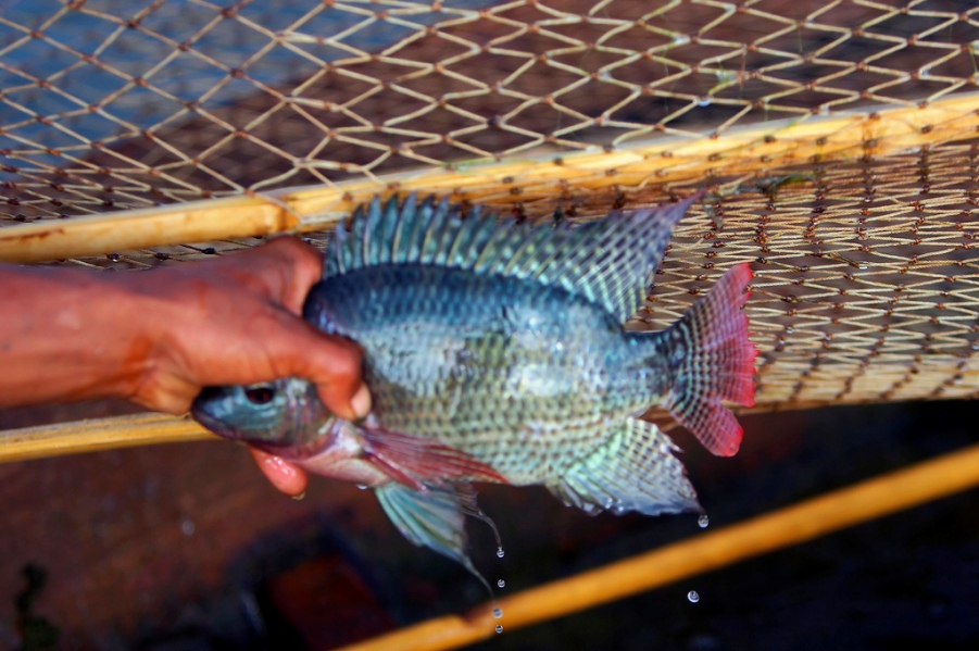 Unfortunately, tilapia have now been introduced to this once pristine environment.