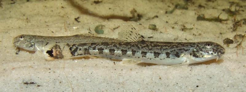 Like all Lepidocephalichthys spp. L. annandalei fares best in the company of conspecifics.