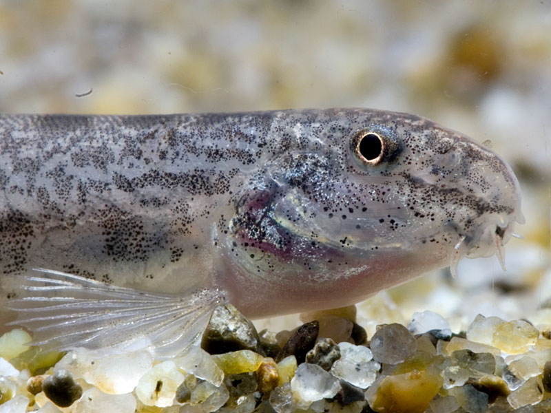 Head profile detail.