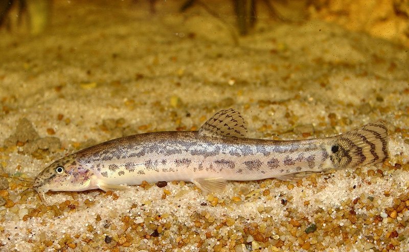 Mature adult from the UK aquarium trade.