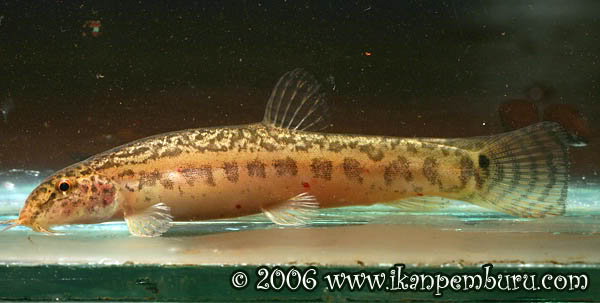 Specimen from the Nan Lei River, Mekong drainage.