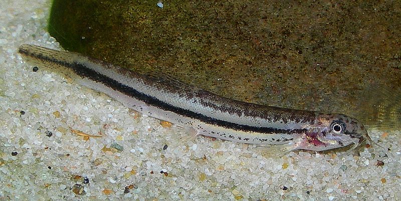 ...with caudal-fin patterning similar to L. alkaia but that on the body closer to L. guntea.