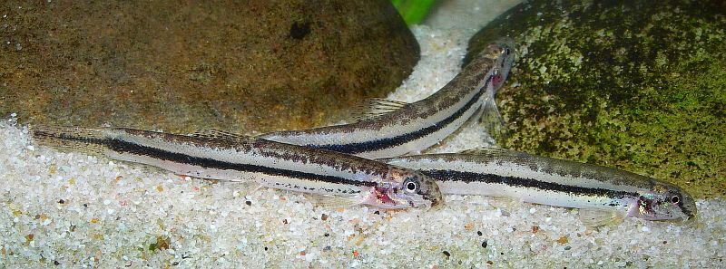Like other Lepidocephalichthys spp. it does best when maintained in a group.