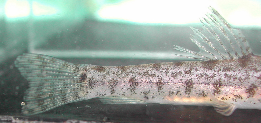 Detail of caudal-fin and posterior portion of body.