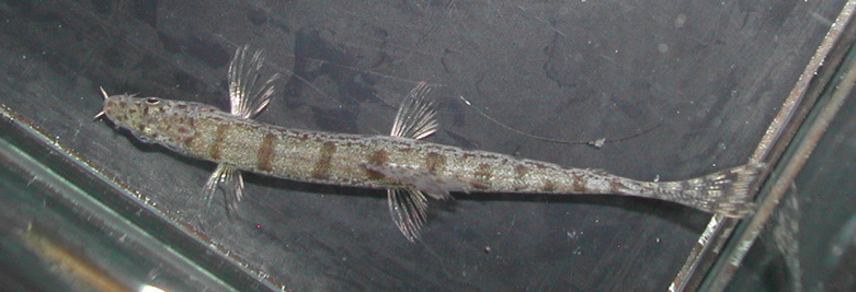 Dorsal view.