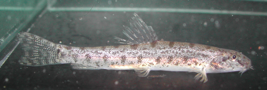 This newly-imported specimen has slight fin damage in places.