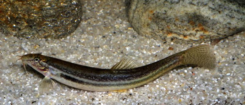 A typically-patterned specimen.