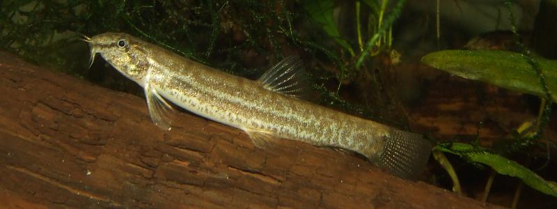 Here the lateral stripe becomes indistinct towards the caudal fin.