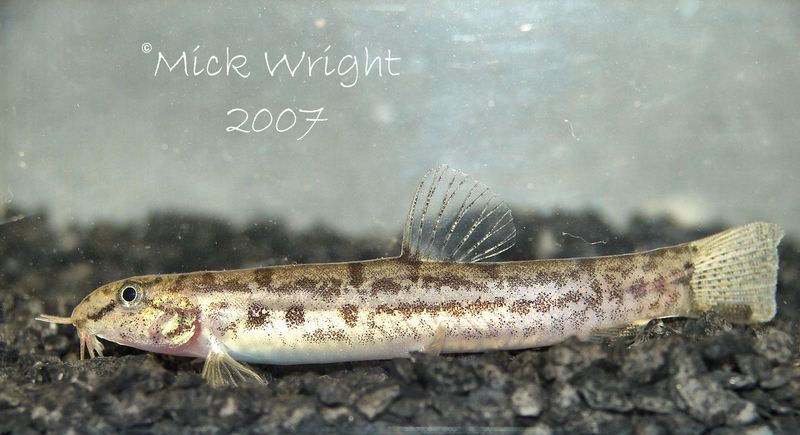 ...and another, younger fish.