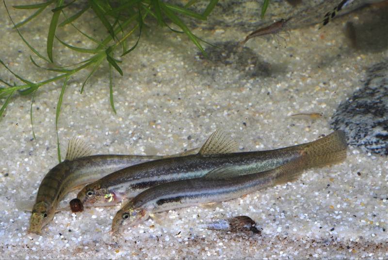 Lepidocephalichthys spp. do best when maintained in groups...