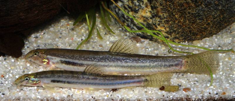 Females are supposed to have spotted, rather than striped, flanks but the specimen at the top of this image is female and striped.