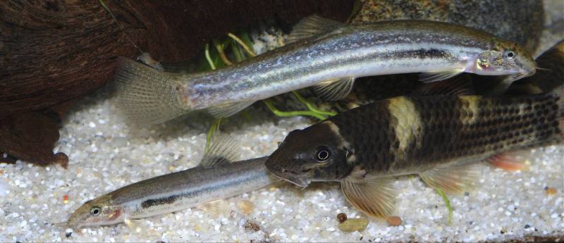 ...and are peaceful with other species. Here with Garra flavatra.