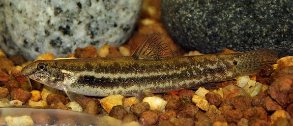 Specimen with less distinct lateral stripe.