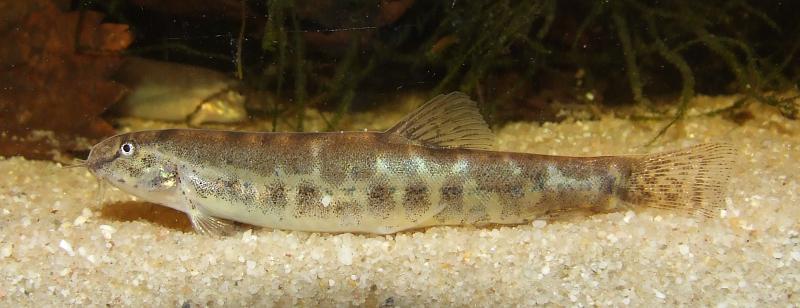 This undescribed species is rare in the trade.