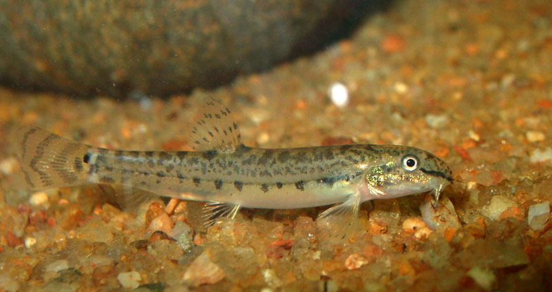 Young specimen in the aquarium.