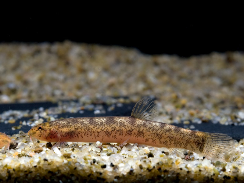 This species is very rare in the hobby.