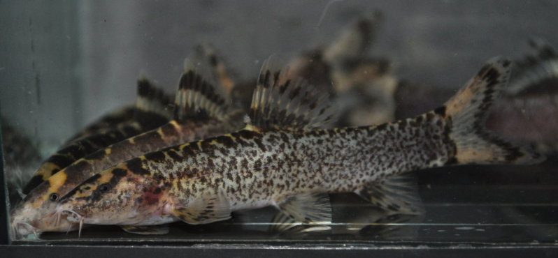 This spotted form appeared in the aquarium hobby during 2011 and was marketed as 'honeycomb loach'.