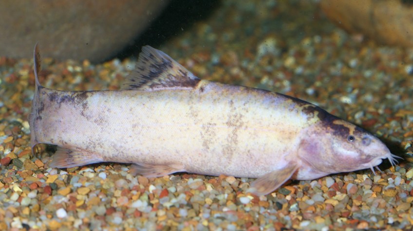 ...as does this apparently xanthic form which shows differences in caudal peduncle depth and head profile compared with the previous specimen.