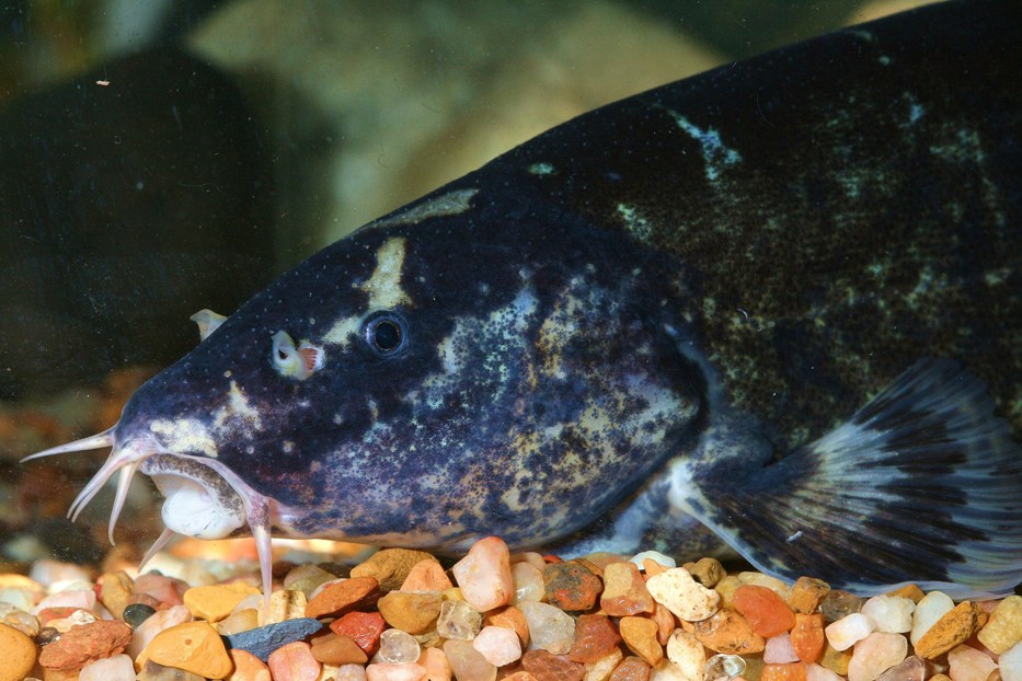 Head detail.