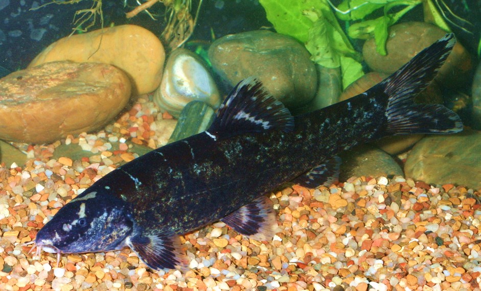 Like most Leptobotia species L. taeniops is almost unheard of in the hobby.