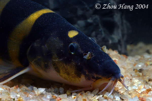 Head detail.