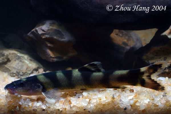 Juvenile specimen.