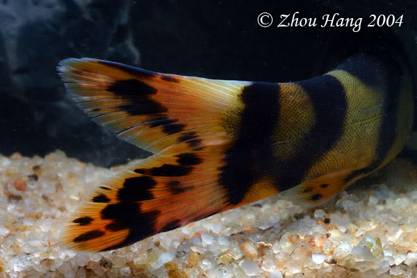 Caudal fin detail.