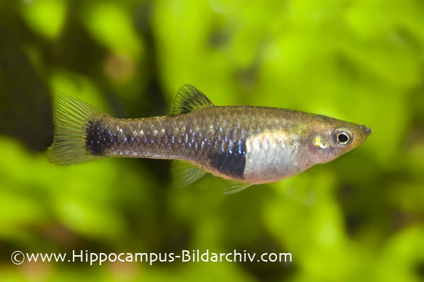 Limia melanogaster female