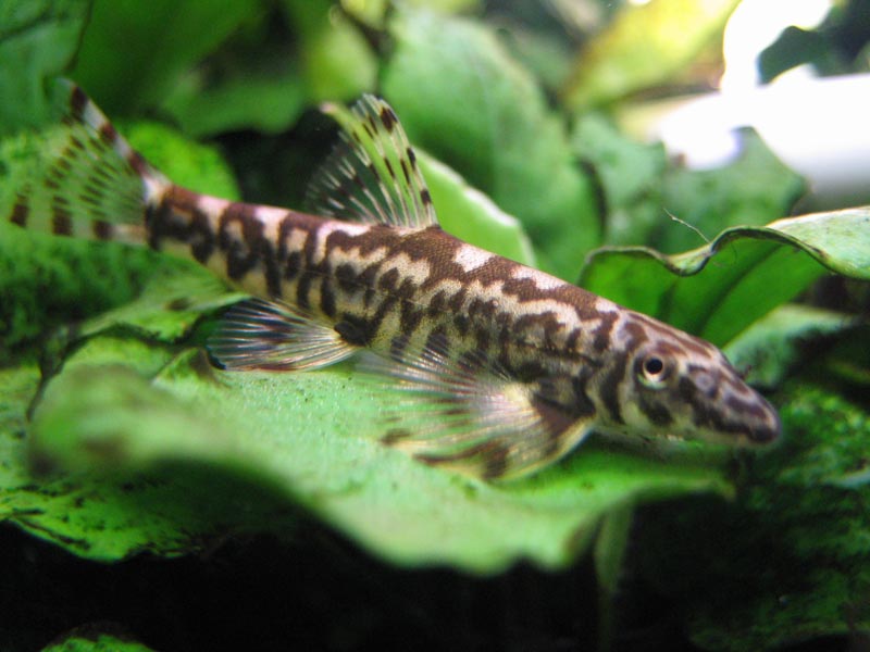 Young adult specimen.
