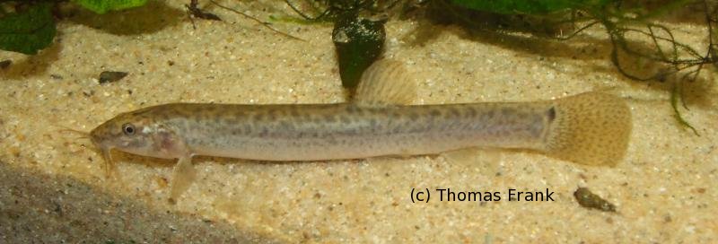 Specimen from the aquarium trade.