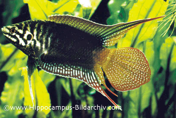 Adult male from the German aquarium trade.